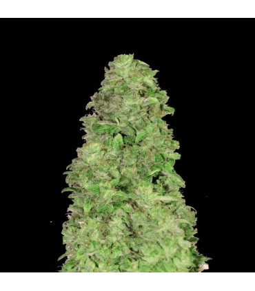 CBD Auto 20:1 Fast Buds | Αυτόματοι CBD Σπόροι Κάνναβης