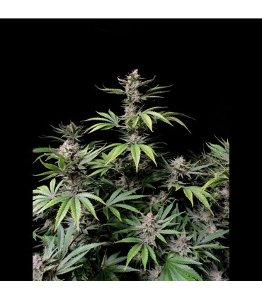 Cherry Cola Auto Fast Buds | Αυτόματοι Σπόροι Κάνναβης