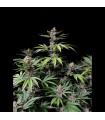 Cherry Cola Auto