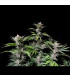 Cherry Cola Auto Fast Buds | Αυτόματοι Σπόροι Κάνναβης