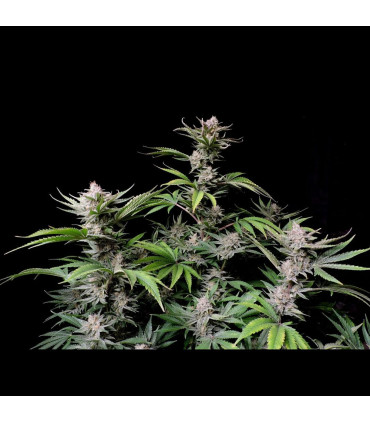 Cherry Cola Auto Fast Buds | Αυτόματοι Σπόροι Κάνναβης