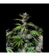 Cherry Cola Auto Fast Buds | Αυτόματοι Σπόροι Κάνναβης