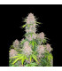 Cherry Cola Auto Fast Buds | Αυτόματοι Σπόροι Κάνναβης