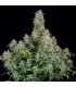 Forbidden Runtz Auto Fast Buds | Αυτόματοι Σπόροι Κάνναβης