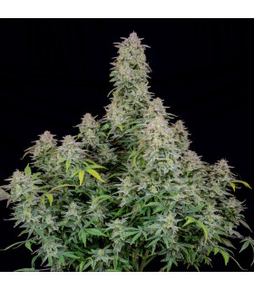 Forbidden Runtz Auto Fast Buds - Αυτόματοι Σπόροι Κάνναβης