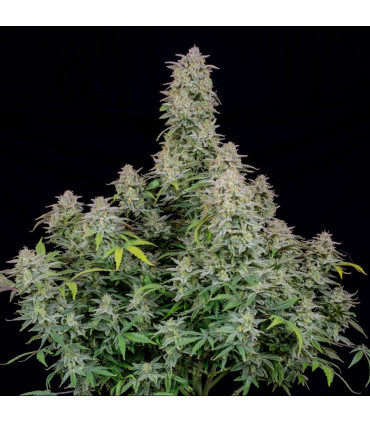 Forbidden Runtz Auto Fast Buds | Αυτόματοι Σπόροι Κάνναβης
