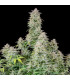 Forbidden Runtz Auto Fast Buds | Αυτόματοι Σπόροι Κάνναβης