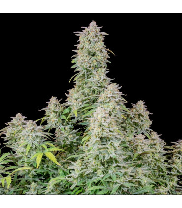 Forbidden Runtz Auto Fast Buds | Αυτόματοι Σπόροι Κάνναβης