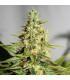 Acapulco Gold - Barney's Farm