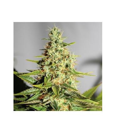 Acapulco Gold - Barney's Farm