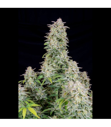 Forbidden Runtz Auto Fast Buds | Αυτόματοι Σπόροι Κάνναβης