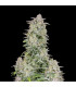 Forbidden Runtz Auto Fast Buds | Αυτόματοι Σπόροι Κάνναβης