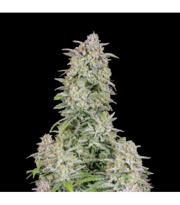 Forbidden Runtz Auto Fast Buds | Αυτόματοι Σπόροι Κάνναβης