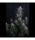 GMO Auto Fast Buds | Αυτόματοι Σπόροι Κάνναβης