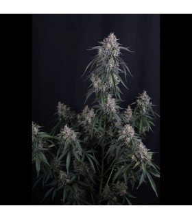 GMO Auto Fast Buds - Αυτόματοι Σπόροι Κάνναβης