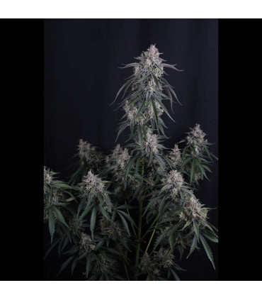 GMO Auto Fast Buds | Αυτόματοι Σπόροι Κάνναβης