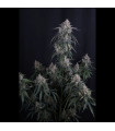 GMO Auto