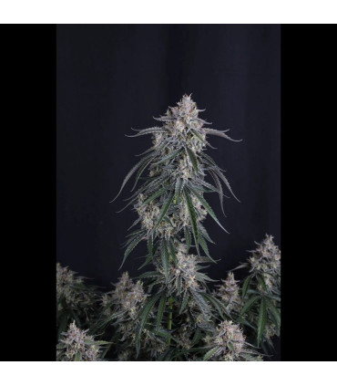 GMO Auto Fast Buds | Αυτόματοι Σπόροι Κάνναβης