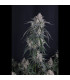 GMO Auto Fast Buds | Αυτόματοι Σπόροι Κάνναβης