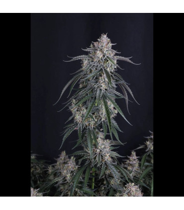 GMO Auto Fast Buds | Αυτόματοι Σπόροι Κάνναβης