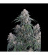 GMO Auto Fast Buds | Αυτόματοι Σπόροι Κάνναβης