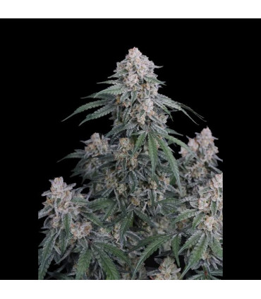 GMO Auto Fast Buds | Αυτόματοι Σπόροι Κάνναβης