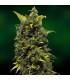 Blue Cheese - Barney's Farm