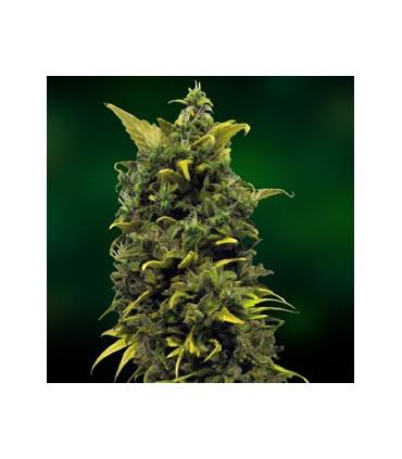 Blue Cheese - Barney's Farm