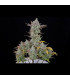 Gorilla Cookies Auto Fast Buds | Αυτόματοι Σπόροι Κάνναβης