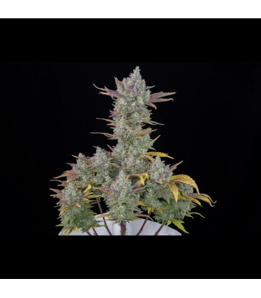 Gorilla Cookies Auto Fast Buds | Αυτόματοι Σπόροι Κάνναβης