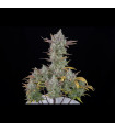 Gorilla Cookies Auto