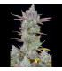 Gorilla Cookies Auto Fast Buds | Αυτόματοι Σπόροι Κάνναβης