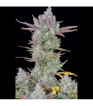 Gorilla Cookies Auto Fast Buds | Αυτόματοι Σπόροι Κάνναβης