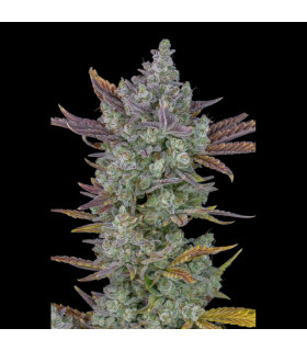 Gorilla Cookies Auto