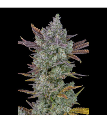 Gorilla Cookies Auto Fast Buds | Αυτόματοι Σπόροι Κάνναβης