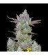 Gorilla Cookies Auto Fast Buds | Αυτόματοι Σπόροι Κάνναβης