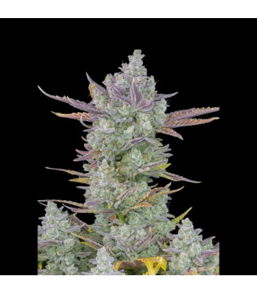 Gorilla Cookies Auto Fast Buds | Αυτόματοι Σπόροι Κάνναβης