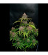 Gorilla Punch Auto Fast Buds | Αυτόματοι Σπόροι Κάνναβης