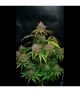 Gorilla Punch Auto Fast Buds - Αυτόματοι Σπόροι Κάνναβης