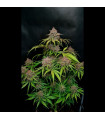 Gorilla Punch Auto
