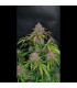 Gorilla Punch Auto Fast Buds | Αυτόματοι Σπόροι Κάνναβης