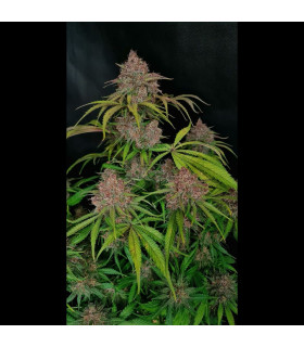 Gorilla Punch Auto