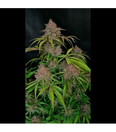 Gorilla Punch Auto Fast Buds | Αυτόματοι Σπόροι Κάνναβης