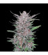 Gorilla Punch Auto Fast Buds | Αυτόματοι Σπόροι Κάνναβης