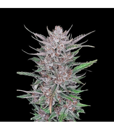 Gorilla Punch Auto Fast Buds | Αυτόματοι Σπόροι Κάνναβης