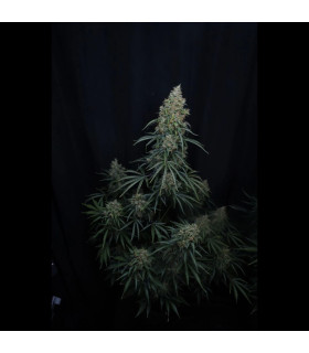 Gorilla Z Auto Fast Buds - Αυτόματοι Σπόροι Κάνναβης