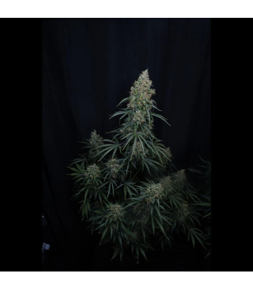 Gorilla Z Auto Fast Buds | Αυτόματοι Σπόροι Κάνναβης