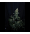 Gorilla Z Auto