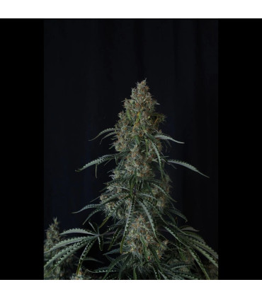 Gorilla Z Auto Fast Buds | Αυτόματοι Σπόροι Κάνναβης