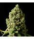 Critical Kush - Barney's Farm
